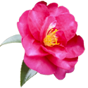 山茶花